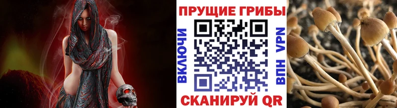 наркотики  Горно-Алтайск  маркетплейс как зайти  Псилоцибиновые грибы мицелий 