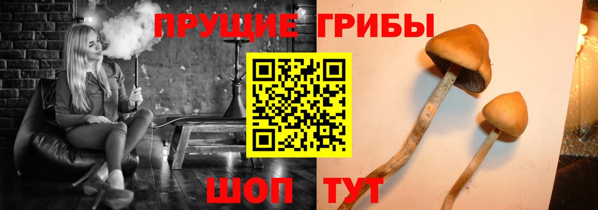 Псилоцибиновые грибы GOLDEN TEACHER  Вход с VPN  Горно-Алтайск 